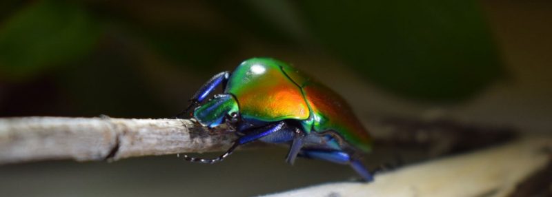 Flower beetle, Torynorrhina flammea.